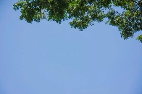 Tree top with blue sky Stock Photos