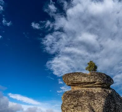 Tree on top of the boulder under cloudy sky 스톡 사진