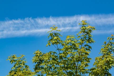 Tree top branches against a clear sky with a band of clouds Stock Photos