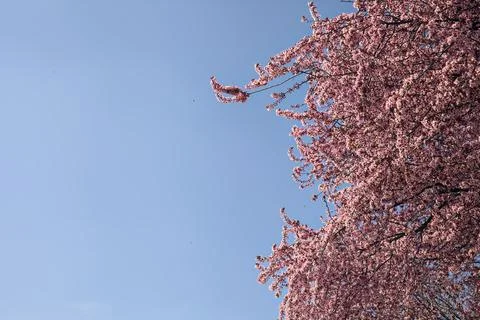 Tree top of a cherry tree in bloom with the sky as background Stock Photos