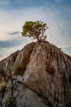 Tree on top of the cliff Stock Photos