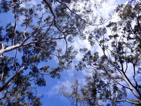 Tree Top Cloudy Blue Sky Stock Photos