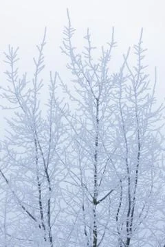 Tree top covered in snow Stock Photos
