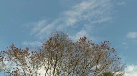 Tree top of dead  tree - dry dehydrated leaves - Dead Tree Top Stock Footage 8828154