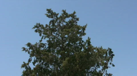 Tree top Stock Footage