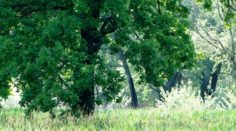 Tree top Video stock 35718198