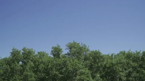 Tree top Video stock 106357847