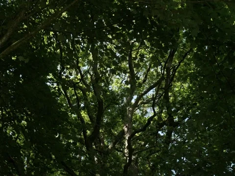 Tree top hiding with green light Stock Footage 342340125