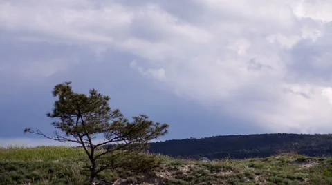 Tree at  top of the hill Stock Footage 50017773