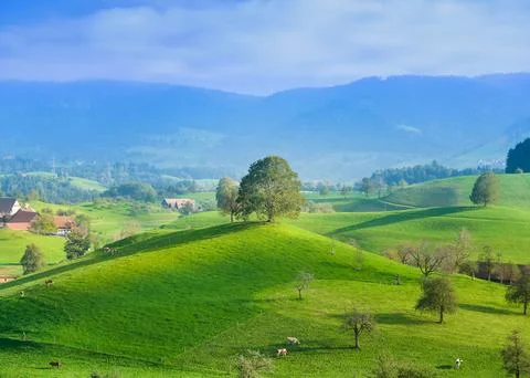 Tree on top of the hill. Landscape before sunset. Fields and pastures for ani Stock Photos