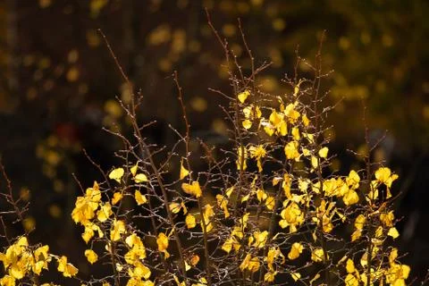 Tree top losing the last of its colorful yellow leaves Stock Photos