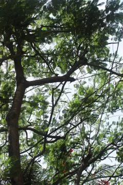 Tree top low angle view Stock Photos
