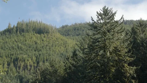 Tree top in lush green forest on a sunny day Stock Footage 97591235