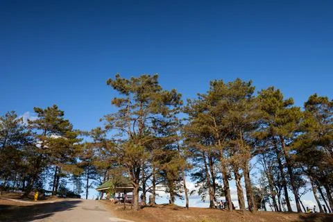 Tree on top of mountain with clear sky Stock Photos