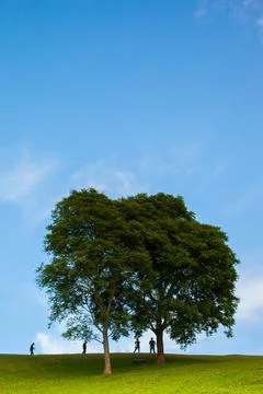 Tree on top of mountain with cloudy sky Stock Photos