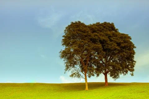 Tree on top of mountain with cloudy sky Stock Photos