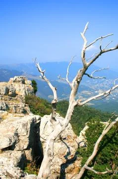 Tree on the top of the mountain Stock Photos
