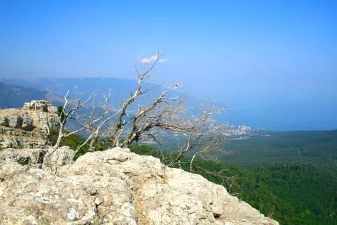 Tree on the top of the mountain Stock Photos