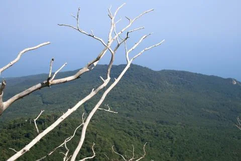 Tree on the top of the mountain Stock Photos