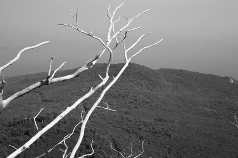 Tree on the top of the mountain Stock Photos