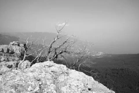 Tree on the top of the mountain Stock Photos