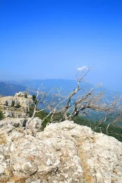 Tree on the top of the mountain Stock Photos