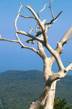Tree on the top of the mountain Stock Photos