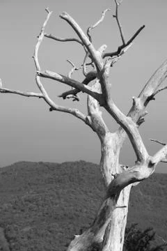 Tree on the top of the mountain Stock-Fotos