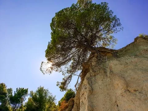 Tree on top of the mountain Stock Photos