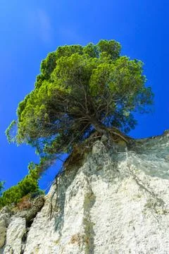 Tree on top of the mountain 스톡 사진