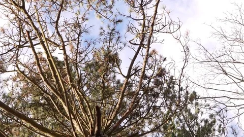 Tree Top Moving with Strong wind, Shot from Down, Slow Motion Stock Footage 85228044