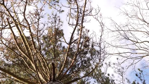 Tree Top Moving with strong wind, Shot from Down, Slow Motion 2 Stock Footage 85228191