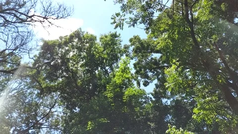 Tree Top Orbiting Video #1 Stock Footage 174302866