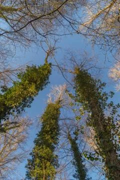 Tree top Stock Photos