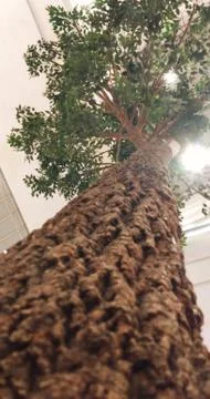 Tree top 写真素材