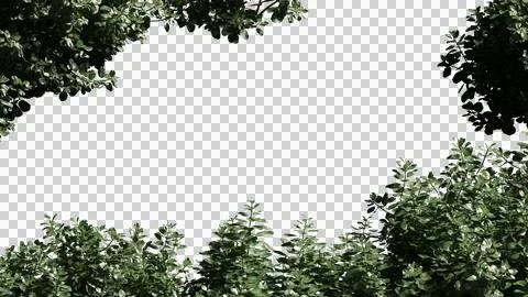 Tree top Stock Photos