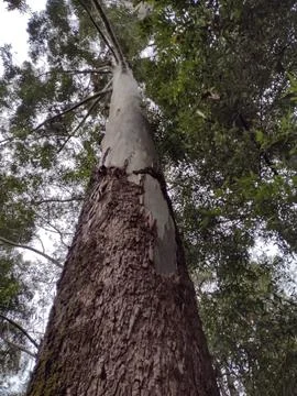 Tree top Stock Photos