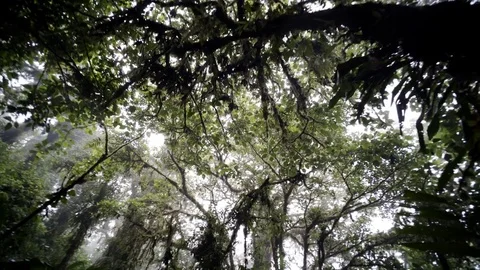 Tree top rain forest Video stock 79052311