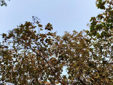 Tree top reaching clear sky Stock Photos