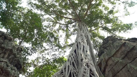 Tree On Top Of Ruins At Ta Prohm Temple, Angkor, Siem Reap, Cambodia Видео 77241146