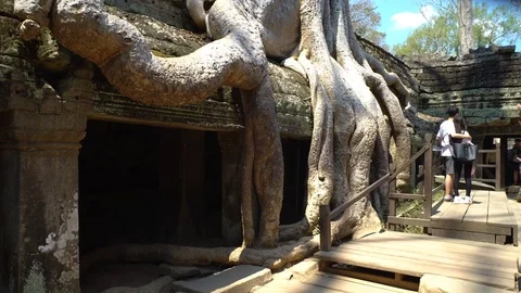 Tree On Top Of Ruins At Ta Prohm Temple, Angkor, Siem Reap, Cambodia Видео 77241401