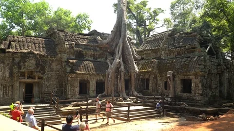 Tree On Top Of Ruins At Ta Prohm Temple, Angkor, Siem Reap, Cambodia Видео 77244491