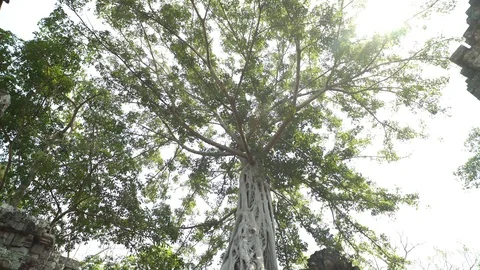 Tree On Top Of Ruins At Ta Prohm Temple, Angkor, Siem Reap, Cambodia Видео 77244721