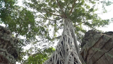 Tree On Top Of Ruins At Ta Prohm Temple, Angkor, Siem Reap, Cambodia Видео 77250726