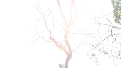 Tree On Top Of Ruins At Ta Prohm Temple, Angkor, Siem Reap, Cambodia Видео 77251745