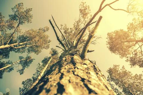 Tree top seen from the bottom. Up view of tree and sunlight effect. sun's rays Stock Photos