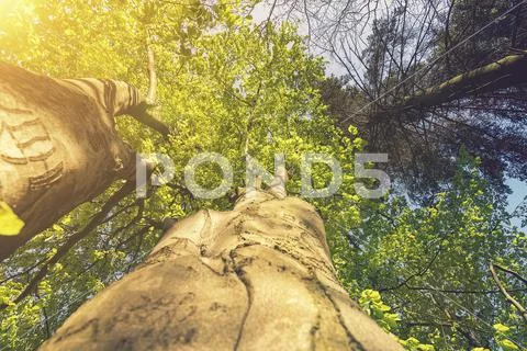 Tree top seen from the bottom. Up view of tree and sunlight effect. sun ...