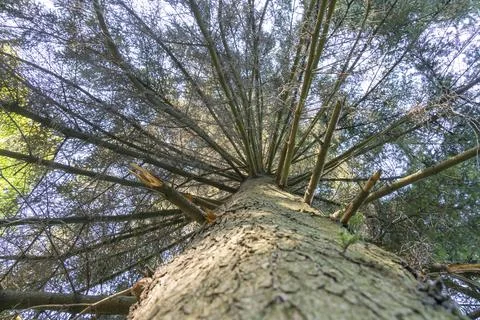 Tree top seen from the bottom. Up view of tree and sunlight effect. sun's rays Stock Photos