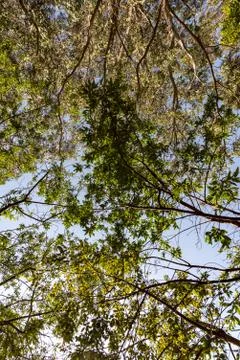 Up to the tree top shot from below Stock Photos