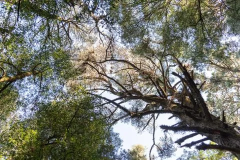 Up to the tree top shot from below Stock Photos